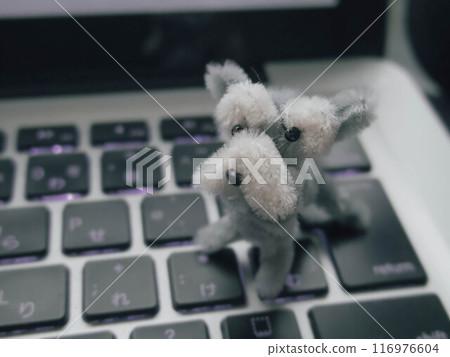 Miniature Schnauzer and keyboard Miniature Schnauzer and keyboard 116976604