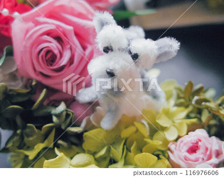 Miniature Schnauzer Miniature Schnauzer 116976606