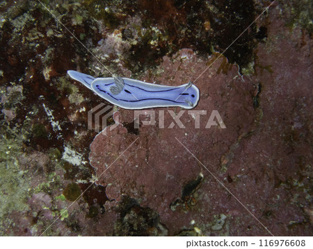 Misole Umizushi 116976608