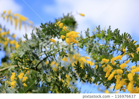 相思花盛開 相思花盛開 116976637