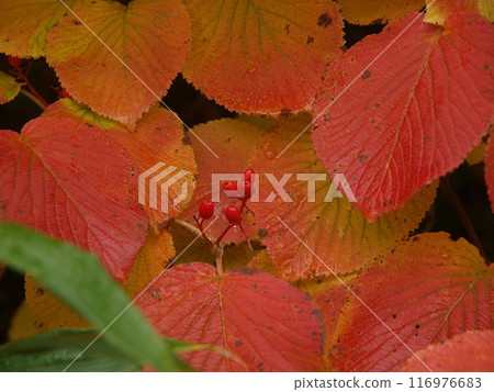 Autumn leaves of leopardhead Autumn leaves of leopardhead 116976683