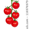 Cherry tomatoes on a branch. Red tomatoes isolate 116976979