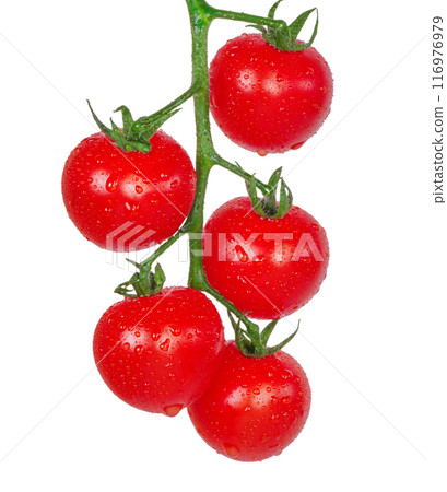 Cherry tomatoes on a branch. Red tomatoes isolate 116976979