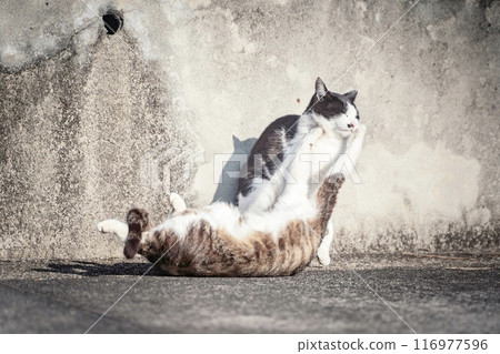 Two cute cats playing on an island③ 116977596