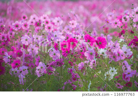 秋日陽光下,粉紅色的波斯菊在晨露中綻放得生氣勃勃 秋日陽光下,粉紅色的波斯菊在晨露中綻放得生氣勃勃 116977763