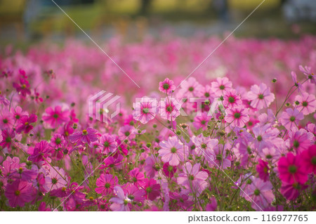 秋日陽光下,粉紅色的波斯菊在晨露中綻放得生氣勃勃 秋日陽光下,粉紅色的波斯菊在晨露中綻放得生氣勃勃 116977765