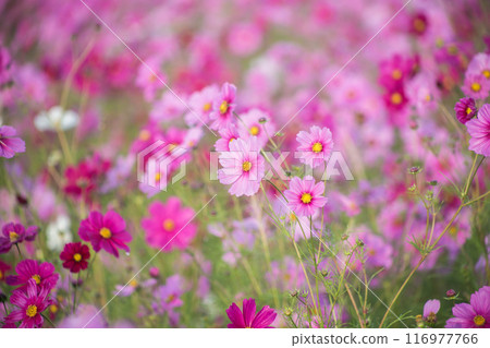 秋日陽光下，粉紅色的波斯菊在晨露中綻放得生氣勃勃 116977766
