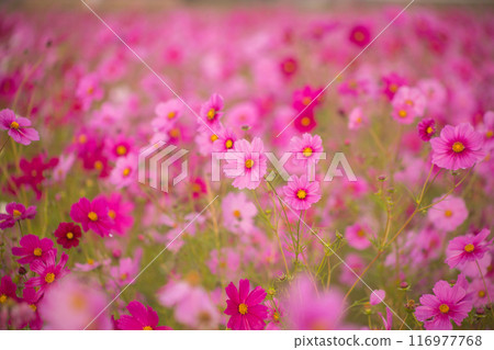 秋日陽光下,粉紅色的波斯菊在晨露中綻放得生氣勃勃 秋日陽光下,粉紅色的波斯菊在晨露中綻放得生氣勃勃 116977768