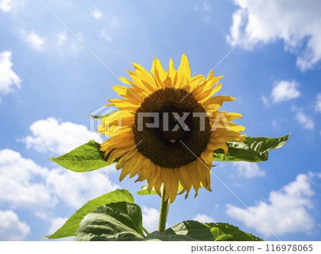 暑假向日葵 116978065