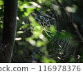 A spider 116978376