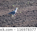 Dove 116978377