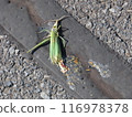 Mantis 116978378