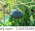 pumpkin 116978380