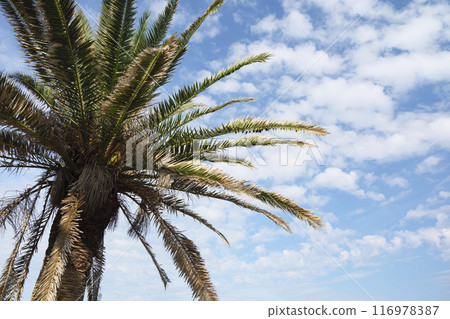 棕櫚樹和藍色的大海 116978387