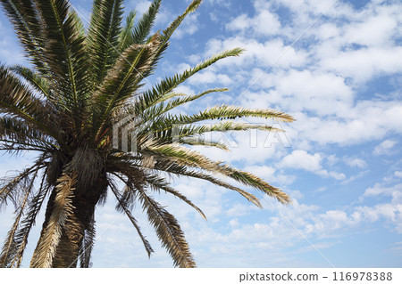 棕櫚樹和藍色的大海 116978388