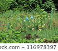 crops 116978397