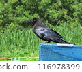 Crow  116978399