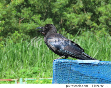 烏鴉 烏鴉 116978399