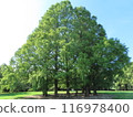 Forest 116978400