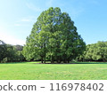 Forest 116978402