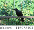Crow  116978403