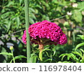 Flowers 116978404