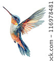 Watercolor Painting of Hummingbird, isolated on White Background. 116978481