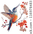 Digital Watercolor Painting of Hummingbird and flowers, isolated on white. 116978483