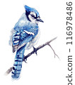 Blue Jay bird watercolor digital painting, isolated on white background. 116978486