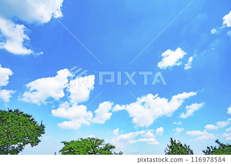 夏天的雲和樹 116978584