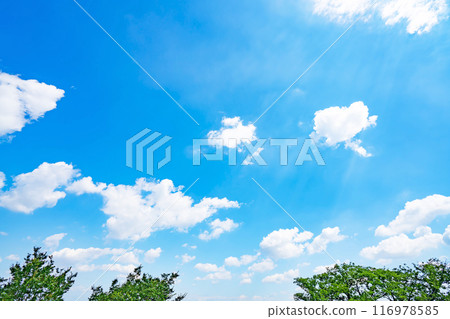 夏天的雲和樹 夏天的雲和樹 116978585