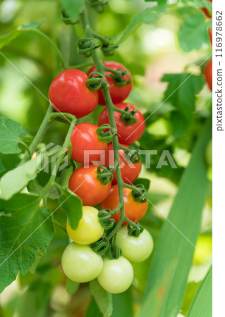  櫻桃西紅柿 116978662