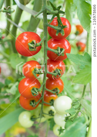  櫻桃西紅柿 116978666