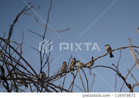 A flock of sparrows in the early spring sky A flock of sparrows in the early spring sky 116978671