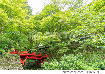 岐阜縣揖斐川町，西美濃三十三聖地第一寺的新綠中橫藏寺的紅橋 116978913