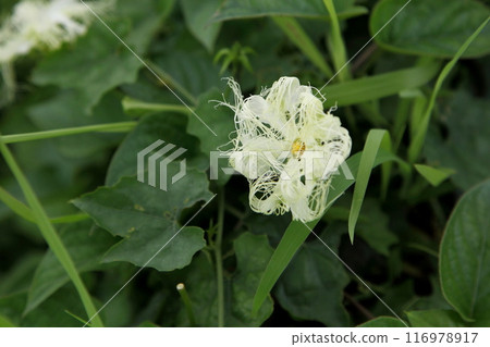 白百合花 116978917