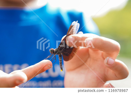 一隻雌性蜻蜓被孩子抓住 116978987