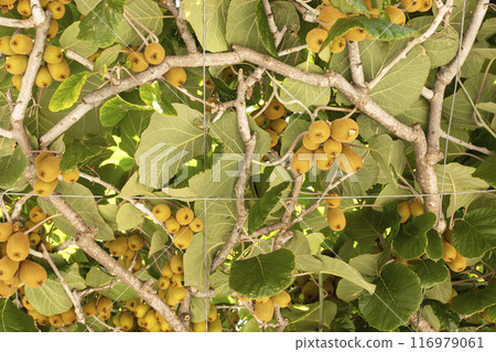 Harvesting Kiwifruit Or Chinese Gooseberry, Many Edible Berry On Woody Vines With Green Leaves in Garden. Plant With Ripe Kiwi, Actinidia Deliciosa, Fruitage Horizontal Plane 116979061