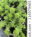 A close-up of Sedum oryzifolium from above 116979465