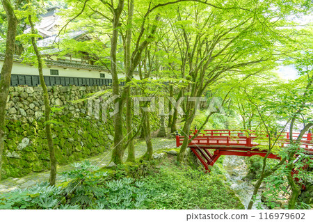 岐阜縣揖斐川町,西美濃三十三聖地第一寺的新綠中橫藏寺的紅橋 岐阜縣揖斐川町,西美濃三十三聖地第一寺的新綠中橫藏寺的紅橋 116979602