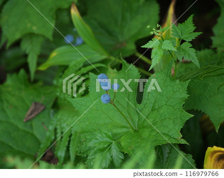 Fruit of sandpaper 116979766