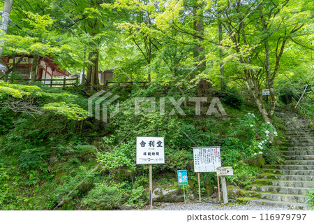 Stairs leading to the Sharido Hall of Yokozoji Temple, the first temple of the 33 Western Mino Pilgrimage Sites, in Ibigawa Town, Gifu Prefecture Stairs leading to the Sharido Hall of Yokozoji Temple, the first temple of the 33 Western Mino Pilgrimage Sites, in Ibigawa Town, Gifu Prefecture 116979797