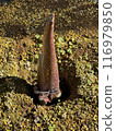 Titan Arum Amorphophallus titanum 116979850