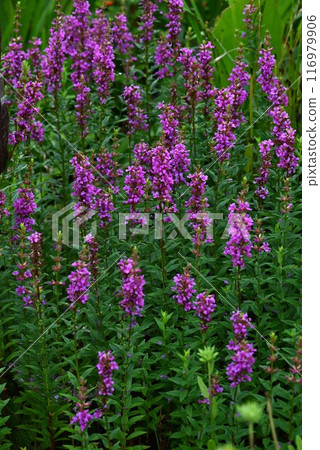 千屈菜(淨化花)、盂蘭盆花、靈花 千屈菜(淨化花)、盂蘭盆花、靈花 116979906