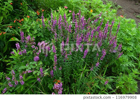 千屈菜（淨化花）、盂蘭盆花、靈花 116979908