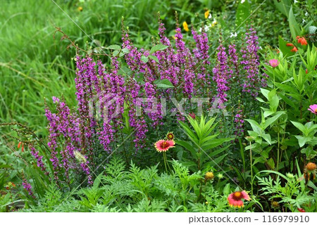 千屈菜（淨化花）、盂蘭盆花、靈花 116979910