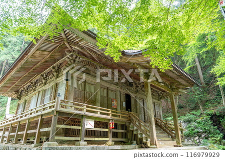 The main hall of Yokozoji Temple, the first temple of the 33 Western Mino Pilgrimage Sites, in Ibigawa Town, Gifu Prefecture, is covered in fresh greenery. 116979929