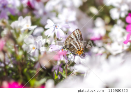 Spring-type tiger stag beetle insect 116980853
