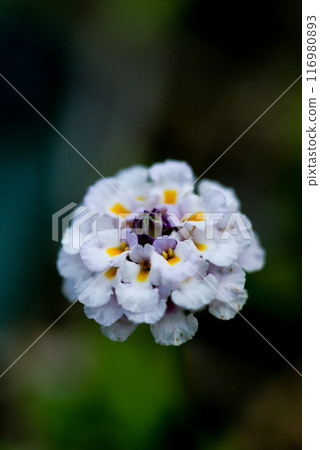Himeiwadaresou (drooping rock grass) on the Yasuragi bank of the Shinano River 116980893