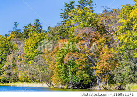 北海道阿寒湖的秋葉 116981171